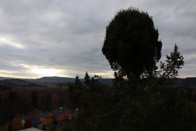 Pseudotsuga menziesii - douglaska tisolistá s čarověníkem 2021...... (2)